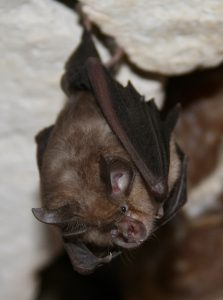 https://www.richardgreenecology.co.uk/wp-content/uploads/2012/05/Lesser-Horsehoe-Bat.jpg