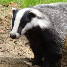 Badger Survey