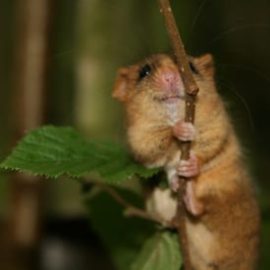 Dormice Survey