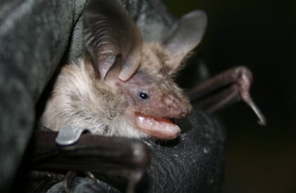Ecological Surveys Overview - Bat