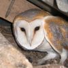 Ecological Surveys Overview - Owl