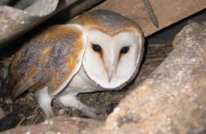 Bird Survey - Owl Licence