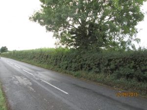 Hedge along road prior to removal