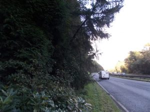 Trees overhanging the A380 requiring removal under dormouse licence