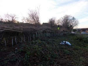 Conservation hedge-laying for dormice