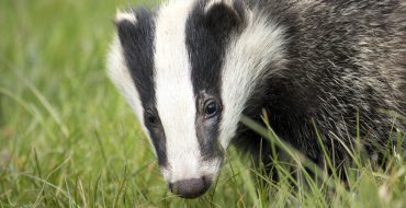 Badger Class Licence to undertake sett closure and destruction of setts (CL32)