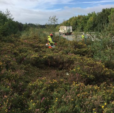 Adder mitigation on the trunk road network