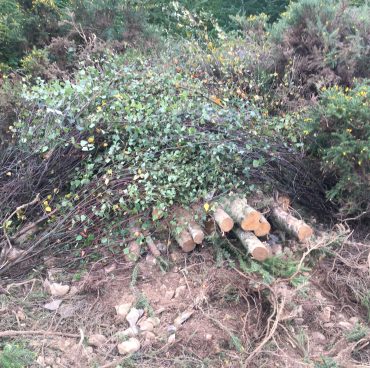 Adder mitigation on the trunk road network