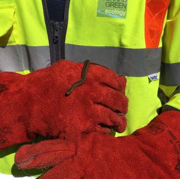 Adder mitigation on the trunk road network