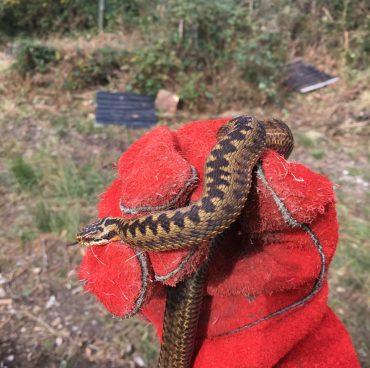 Adder mitigation on the trunk road network