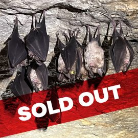 Hibernating bats in the UK<br>14th March 2025